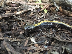 Ambystoma macrodactylum