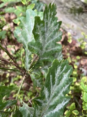 Erysiphe alphitoides