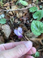 Cyclamen purpurascens
