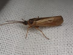 Limnephilus auricula