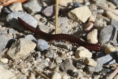 Parajulinae