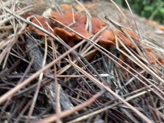 Omphalotus subilludens