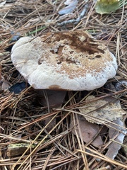 Hydnellum aurantiacum