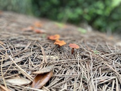 Omphalotus subilludens