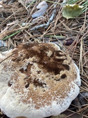 Hydnellum aurantiacum