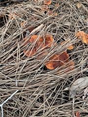 Omphalotus subilludens
