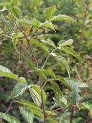 Rubus idaeus
