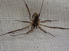 Oligolophus tridens
