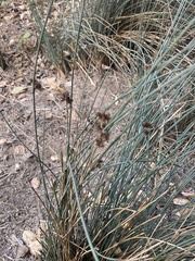 Juncus patens