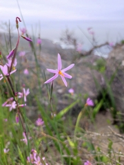 Olsynium scirpoideum