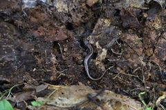 Desmognathus orestes