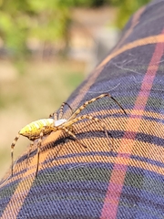 Argiope trifasciata