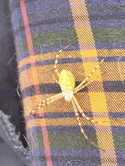 Argiope trifasciata