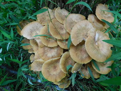 Desarmillaria tabescens