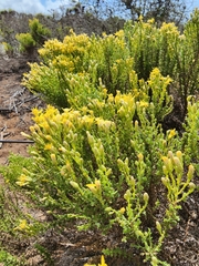 Ericameria ericoides