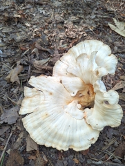 Laetiporus cincinnatus
