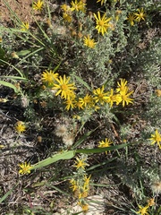 Xanthisma spinulosum