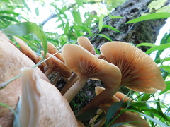 Desarmillaria tabescens