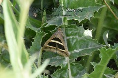 Grammodes bifasciata