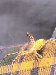 Argiope trifasciata