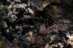 Desmognathus orestes