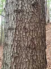 Abies alba