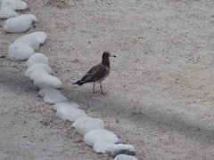 Larus belcheri