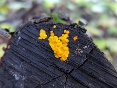 Calycina
