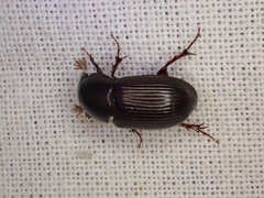 Acrossus rufipes