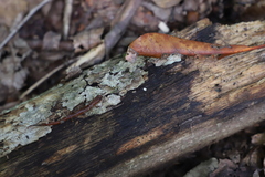 Desmognathus orestes