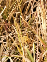 Argiope trifasciata