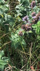 Agastache foeniculum