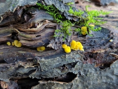 Calycina