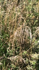 Bromus inermis
