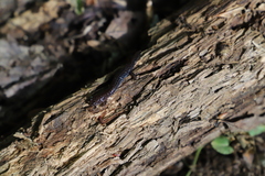 Desmognathus orestes