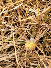 Argiope trifasciata