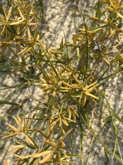 Cyperus dentatus