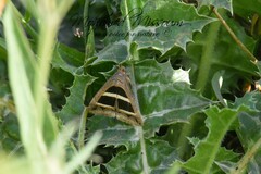 Grammodes bifasciata