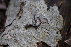 Desmognathus orestes