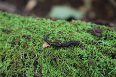 Desmognathus orestes