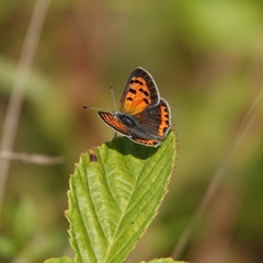 Lycaena phlaeas hypophlaeas