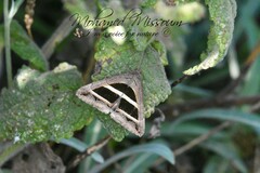 Grammodes bifasciata