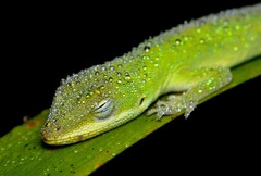 Green Anole photo 4