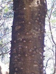 Zanthoxylum petiolare