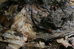 Desmognathus orestes