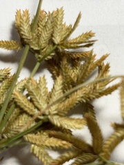 Cyperus dentatus