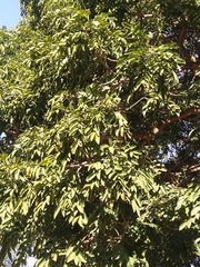 Zanthoxylum petiolare