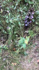 Agastache foeniculum