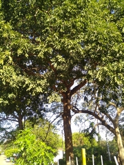 Zanthoxylum petiolare