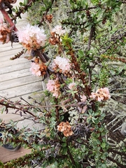 Eriogonum parvifolium